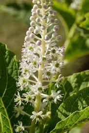 Attēlu rezultāti vaicājumam “Phytolacca acinosa flower”