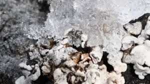 Attēlu rezultāti vaicājumam “Physarum confertum”