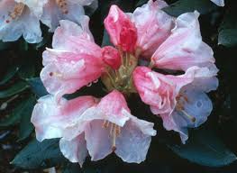 Image result for Rhododendron pseudochrysanthum