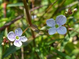 Attēlu rezultāti vaicājumam “Veronica scutellata flower”