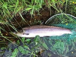 Image result for Segdoune Flyfishers` Angling Club
