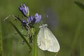 Attēlu rezultāti vaicājumam “Leptidea sinapis”