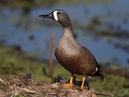 Image result for Anas discors