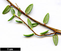 Attēlu rezultāti vaicājumam “Oxycoccus microcarpus leaf”