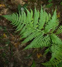 Attēlu rezultāti vaicājumam “Phegopteris connectilis”