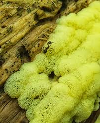 Attēlu rezultāti vaicājumam “Ceratiomyxa fruticulosa young”