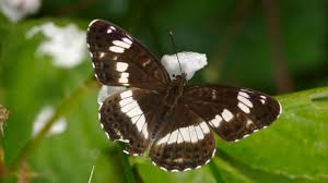 Attēlu rezultāti vaicājumam “Limenitis camilla”