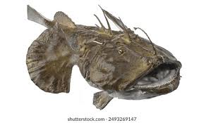 Image result for Lophius americanus