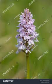 Attēlu rezultāti vaicājumam “Dactylorhiza maculata flower”