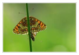 Attēlu rezultāti vaicājumam “Mellicta athalia”