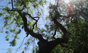 Attēlu rezultāti vaicājumam “Fraxinus excelsior Pendula”