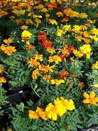 Attēlu rezultāti vaicājumam “Tagetes flower”