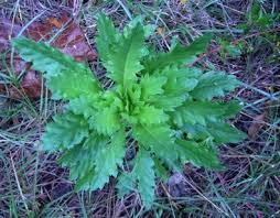 Image result for Chenopodium ambrosioides