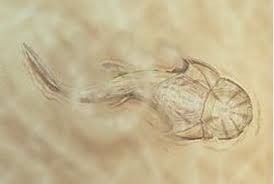 Attēlu rezultāti vaicājumam “Laccognathus panderi”