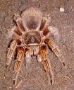 Rosehair Tarantula Grammostola rosea