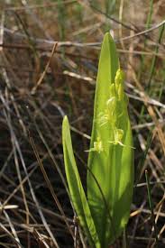 Attēlu rezultāti vaicājumam “Liparis loeselii flower”