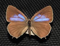 Attēlu rezultāti vaicājumam “Favonius quercus”