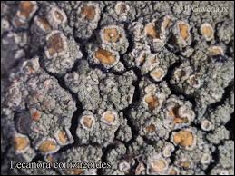 Attēlu rezultāti vaicājumam “Lecanora conizaeoides”