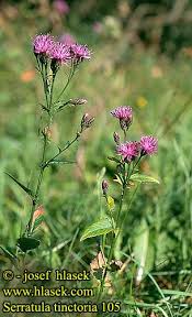 Attēlu rezultāti vaicājumam “Serratula tinctoria”