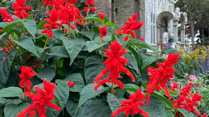 Image result for Salvia splendens