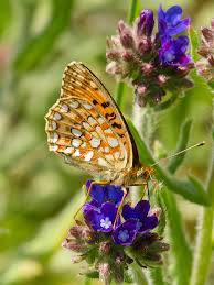 Attēlu rezultāti vaicājumam “Argynnis niobe underside”