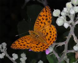 Attēlu rezultāti vaicājumam “Brenthis daphne”