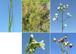 Attēlu rezultāti vaicājumam “Arenaria procera”