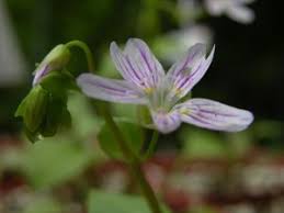 Attēlu rezultāti vaicājumam “Claytonia sibirica flower”