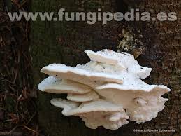 Attēlu rezultāti vaicājumam “Postia stiptica”