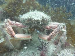 Image result for Plymouth Aquanauts