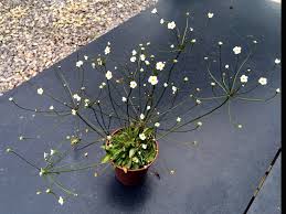 Attēlu rezultāti vaicājumam “Androsace septentrionalis”