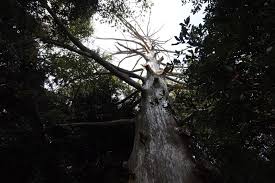 「柳生石舟斎宗厳 バガボンド」の画像検索結果