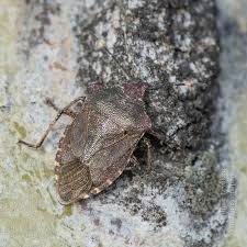 Attēlu rezultāti vaicājumam “Troilus luridus”