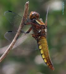 Attēlu rezultāti vaicājumam “Libellula depressa male”