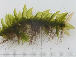 Attēlu rezultāti vaicājumam “Platyhypnidium riparioides”