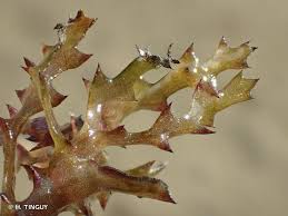 Attēlu rezultāti vaicājumam “Najas marina”