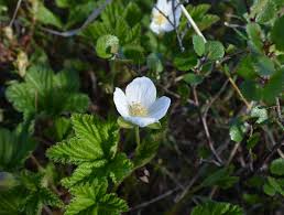 Attēlu rezultāti vaicājumam “Rubus chamaemorus flower”