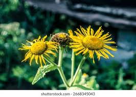 Attēlu rezultāti vaicājumam “Inula helenium flower”