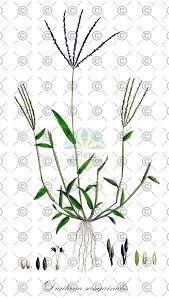 Attēlu rezultāti vaicājumam “Digitaria ischaemum leaf”