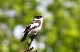 Image result for Ficedula albicollis