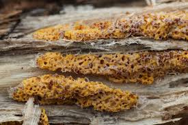 Attēlu rezultāti vaicājumam “Diachea leucopodia macro”