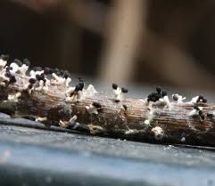 Attēlu rezultāti vaicājumam “Diachea leucopodia”