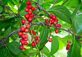Attēlu rezultāti vaicājumam “Schisandra chinensis”