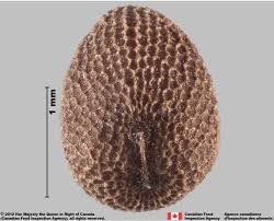 Attēlu rezultāti vaicājumam “Geranium dissectum fruit”