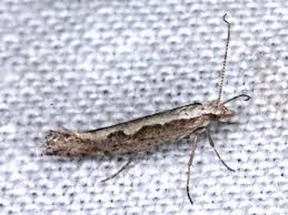 Attēlu rezultāti vaicājumam “Plutella xylostella”