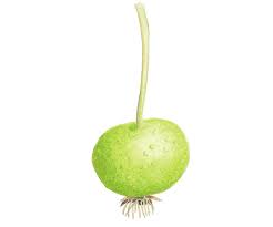 Attēlu rezultāti vaicājumam “Pyrus pyraster”