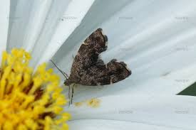 Attēlu rezultāti vaicājumam “Sciota adelphella”