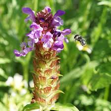 Attēlu rezultāti vaicājumam “Prunella vulgaris flower”