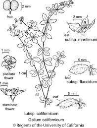 Attēlu rezultāti vaicājumam “Galium schultesii leaf”