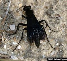 Attēlu rezultāti vaicājumam “Pompilidae”